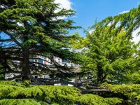 Санаторий «Форос». Ливанские кедры.