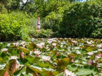 Санаторий «Форос». Лотосы цветут.