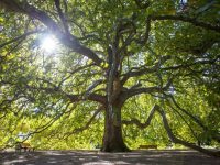 Платан великан